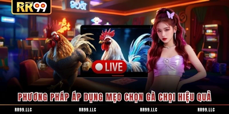 Phương pháp áp dụng mẹo chọn gà chọi hiệu quả