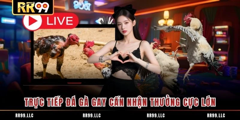 Trực tiếp đá gà gay cấn nhận thưởng cực lớn
